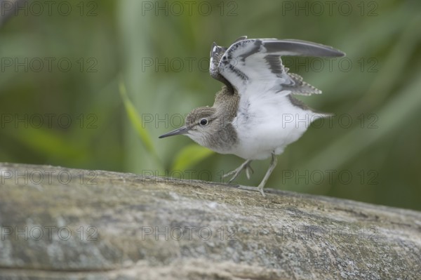 Common Sandpiper (Actitis hypoleucos), Saxony, Germany, Europe