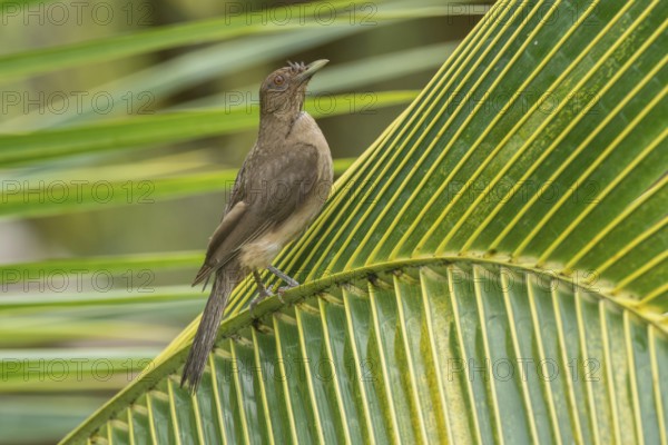 Clay-colored Thrush (Turdus grayi), Costa Rica, Central America