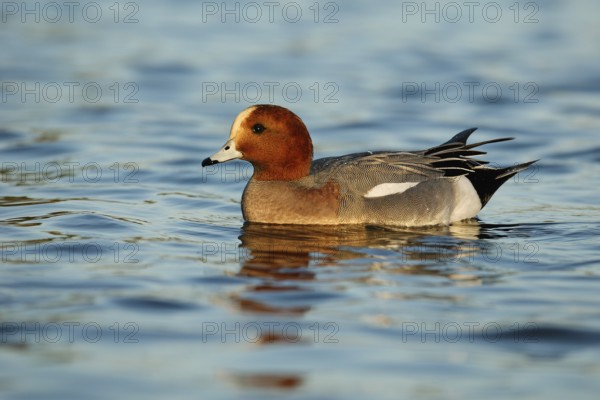 Eurasian Wigeon (Mareca penelope) male, Arizona, USA, North America