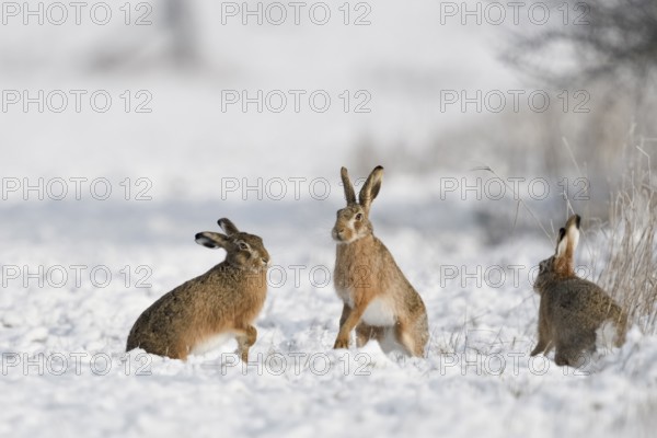 European Hare (Lepus europaeus) group in snow covered field, North Rhine-Westphalia, Germany, Europe