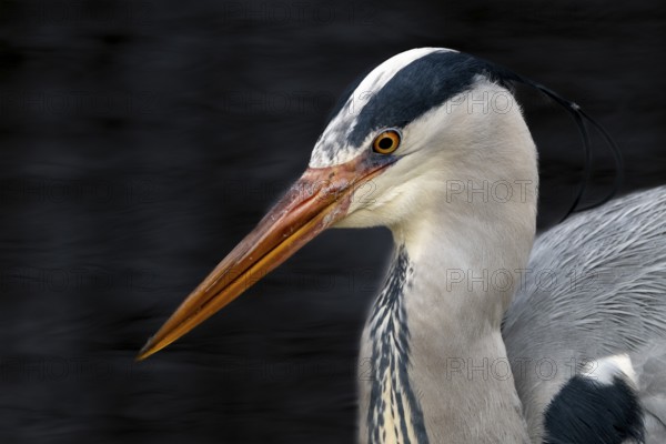 Grey heron (Ardea cinerea), portrait, black background, Vienna, Austria, Europe