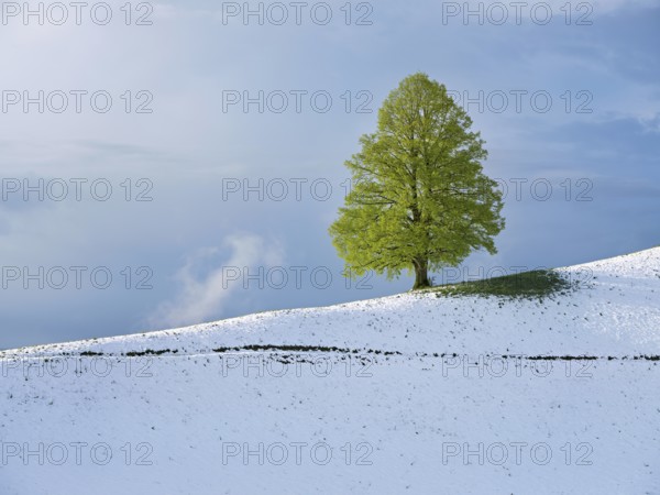 Solitary tree, lime tree (Tilia), standing on a snow-covered hill during leaf emergence, Neuheim, Canton Zug, Switzerland, Europe