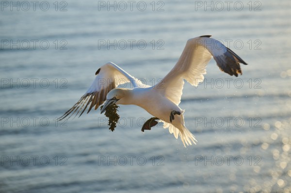 Northern gannet (Morus bassanus) flying over the sea with rivet material in the beakat sunset, landing, wildlife, Helgoland, Germany, Europe