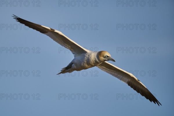 Northern gannet (Morus bassanus) flying in the sky at sunset, wildlife, Helgoland, Germany, Europe