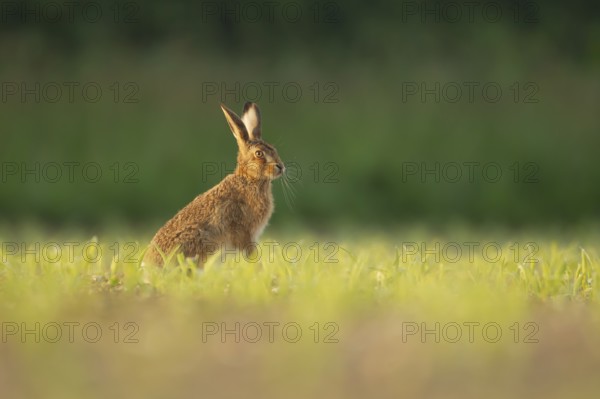 European brown hare (Lepus europaeus) adult animal in a farmland maize field in summer, England, United Kingdom, Europe