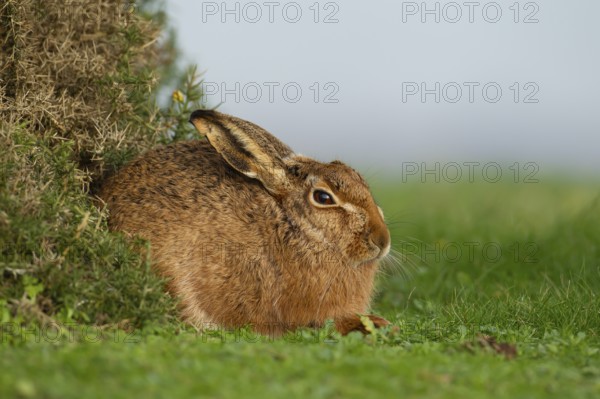 European brown hare (Lepus europaeus) adult animal resting in grassland, England, United Kingdom, Europe