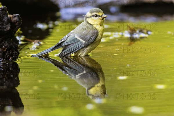 Blue Tit (Parus Caeruleus) Germany