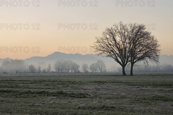 Two English oaks (Quercus robur), standing on cultivated land in the Reuss plain, Aristau, Freiamt, Canton Aargau, Switzerland, Europe