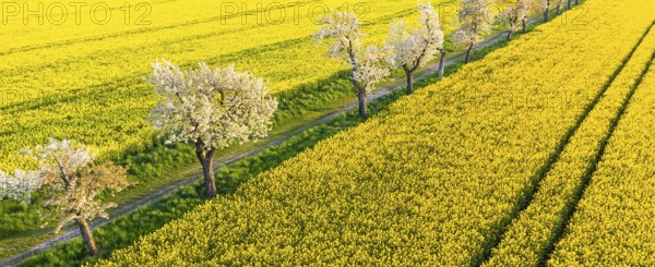 Alley with blossoming fruit trees between rape fields, aerial view in evening light, Wölkisch, Diera-Zehren, Saxony, Germany, Europe