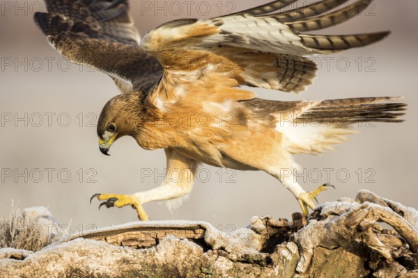 Bonelli's Eagle (Aquila fasciata) juvenile, Castile-La Mancha, Spain, Europe