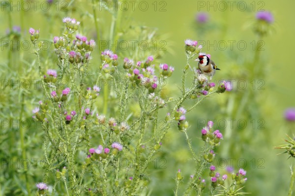 European Goldfinch (Carduelis carduelis) male perched on a thistle, Andalusia, Spain, Europe