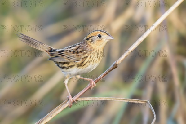 Le Conte's Sparrow (Ammodramus leconteii), Texas, USA, North America
