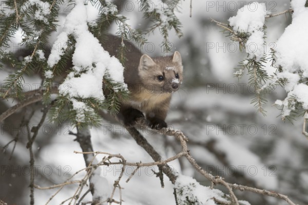 American Marten (Martes americana) climbing in tree, Yellowstone National Park, USA, North America
