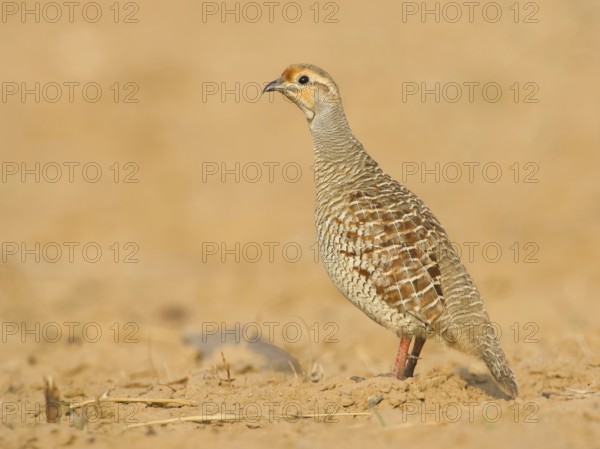 Grey Francolin (Francolinus pondicerianus) male, Rajasthan, India, Asia