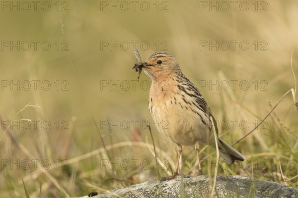 Red-throated Pipit (Anthus cervinus) with insects in its beak, Norway, Europe