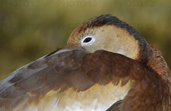Black-bellied Whistling Duck (Dendrocygna autumnalis), Arizona, USA, North America