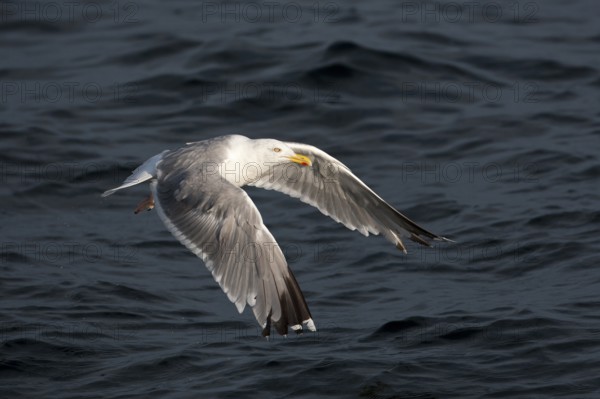 European Herring Gull (Larus argentatus) flying, Baltic Sea, Germany, Europe