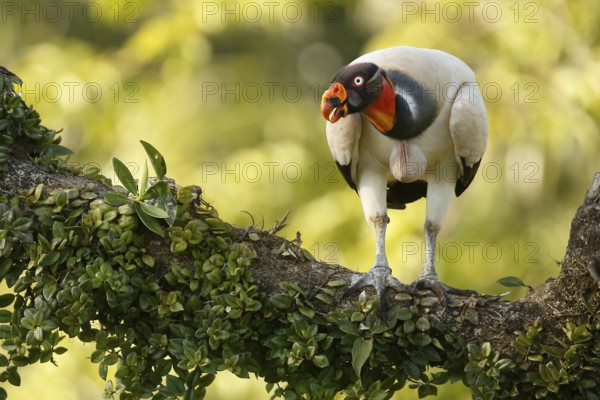 King Vulture (Sarcoramphus papa) perched on a branch, Costa Rica, Central America