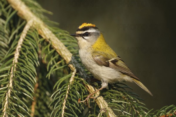 Common Firecrest (Regulus ignicapilla), Baden-Wuerttemberg, Germany, Europe