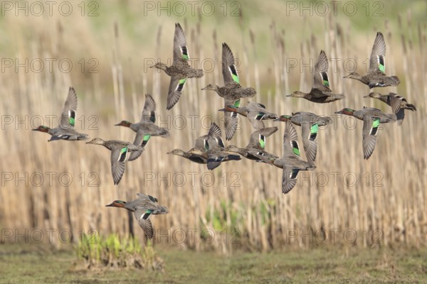 Green-winged Teal (Anas crecca) flying above a marsh in Victoria, BC, Canada, North America
