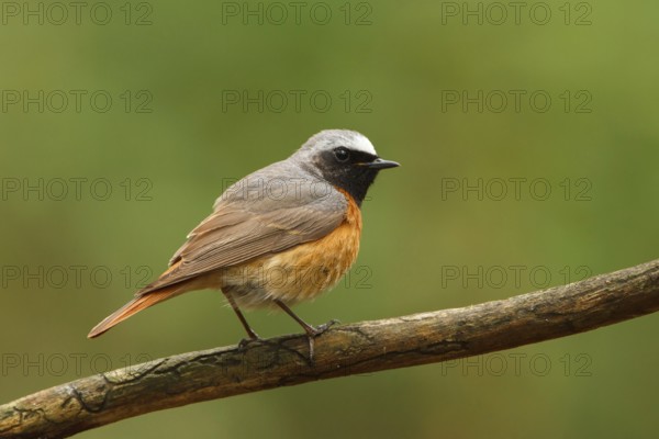 Common Redstart (Phoenicurus phoenicurus) male, Utrecht, Netherlands