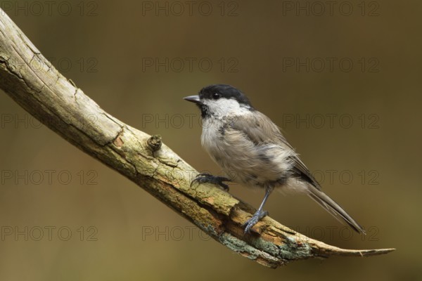 Marsh Tit (Poecile palustris), Utrecht, Netherlands