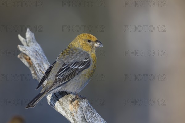 Pine Grosbeak - Hakengimpel - Pinicola enucleator, Finland, Europe