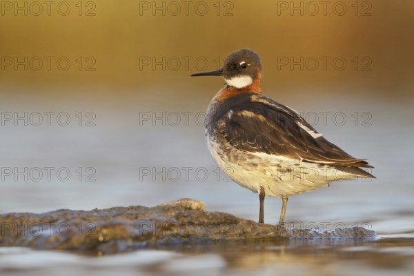 Red-necked Phalarope (Phalaropus lobatus) female, Manitoba, Canada, North America