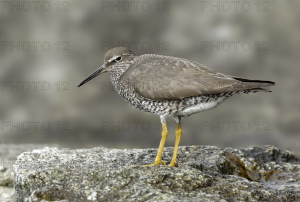 Wandering Tattler (Tringa incana), British Columbia, Canada, North America