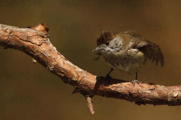 Eurasian Blackcap (Sylvia atricapilla) female, Utrecht, Netherlands