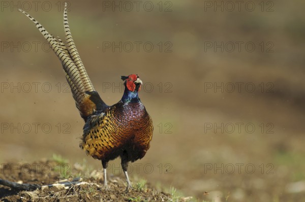 Common Pheasant (Phasianus colchicus) male, Lower Saxony, Germany, Europe