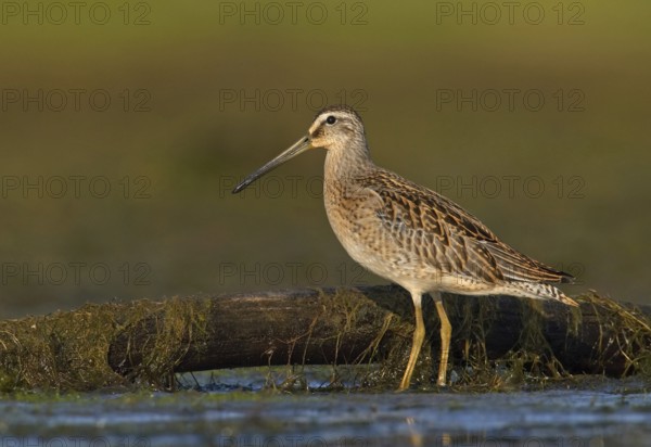 Short-billed Dowitcher (Limnodromus griseus), Ohio, USA, North America
