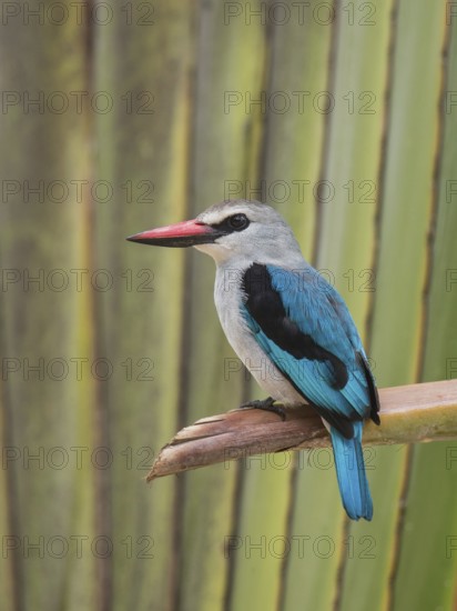 Woodland Kingfisher (Halcyon senegalensis), Uganda, Africa