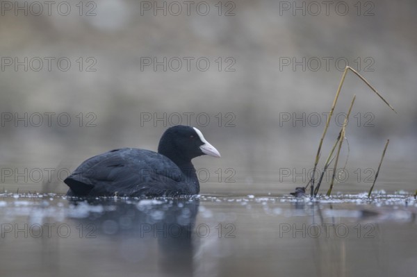 Eurasian Coot (Fulica atra), North Rhine-Westphalia, Germany, Europe