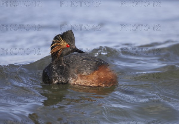 Black-necked Grebe (Podiceps nigricollis), Schleswig-Holstein, Germany, Europe