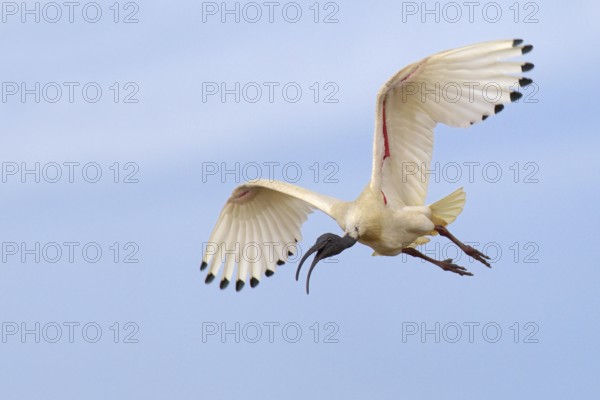 Australian White Ibis (Threskiornis molucca) flying, Victoria, Australia, Oceania
