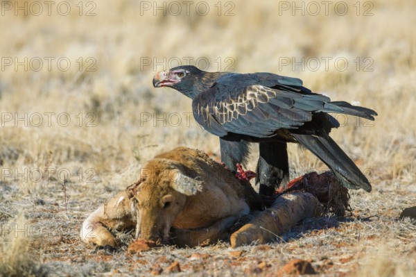 Wedge-tailed Eagle (Aquila audax) feeding on Red kangaroo (Macropus rufus) carrion, South Australia, Australia, Oceania