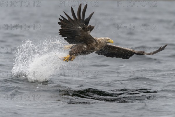 White-tailed Eagle (Haliaeetus albicilla) hunting, Norway, Europe