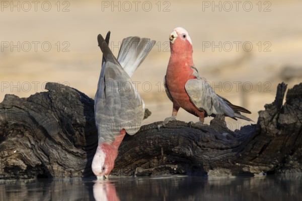 Galah (Eolophus roseicapilla) pair drinking at a waterhole, Victoria, Australia, Oceania