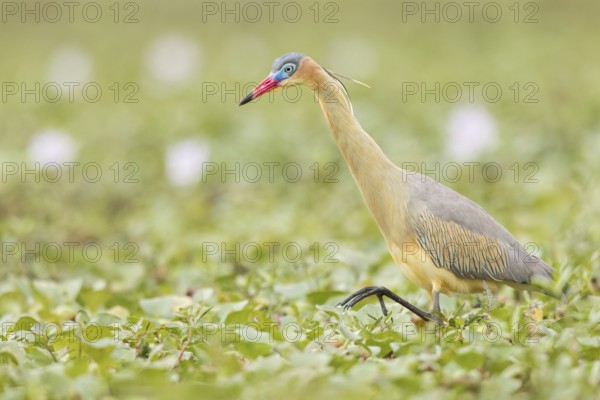 Whistling Heron (Syrigma sibilatrix) feeding in a marsh in the Pantanal of Brazil