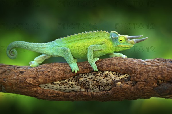 Jackson's Chameleon, Trioceros jacksonii, sitting on the branch in forest habitat. Exotic beautiful endemic green reptile with long tail from Madagascar. Wildlife scene from nature