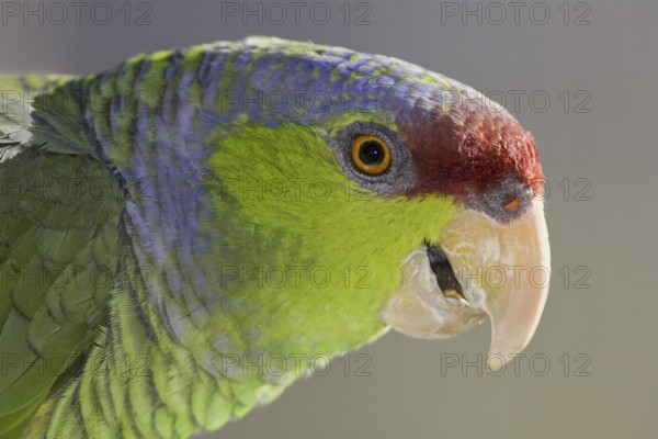 Lilac-crowned Amazon (Amazona finschi), Arizona, USA, North America