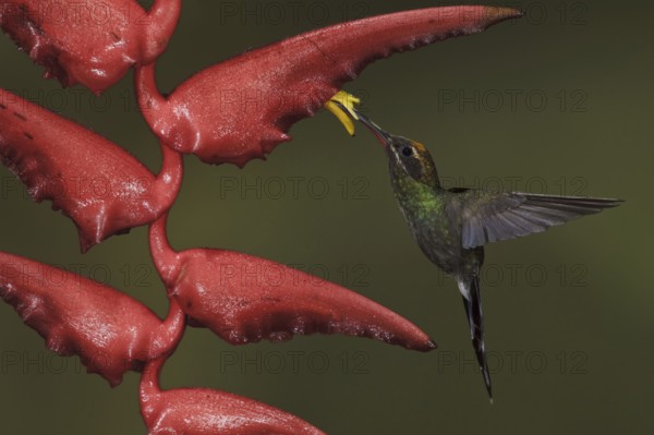 White-whiskered Hermit (Phaethornis yaruqui), Ecuador, South America