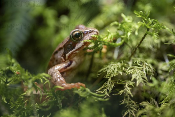 Grass frog (Rana temporaria) in moss, close-up, Tyrol, Austria, Europe