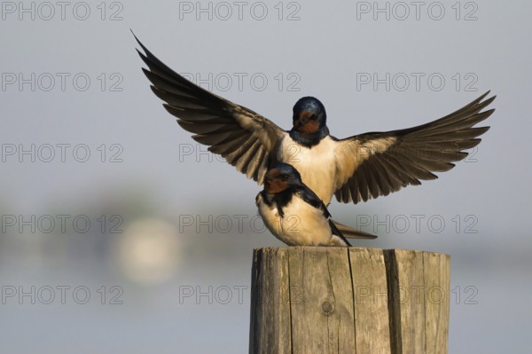 Two barn swallows (Hirundo rustica) mating on a post, male with outstretched wings, Hesse, Germany, Europe