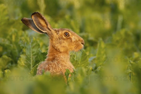 European brown hare (Lepus europaeus) adult animal in a farmland sugar beet field, England, United Kingdom, Europe