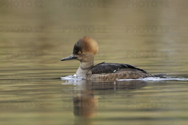Hooded Merganser (Lophodytes cucullatus) female, British Columbia, Canada, North America