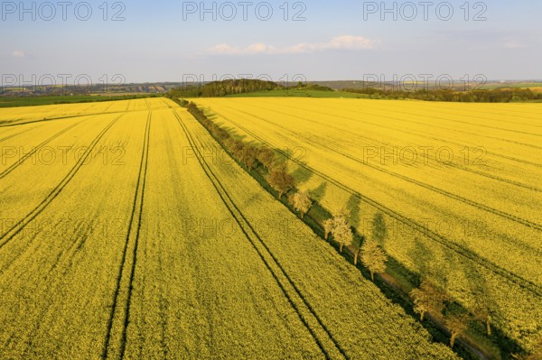 Alley with blossoming fruit trees between rape fields, aerial view in evening light, Wölkisch, Diera-Zehren, Saxony, Germany, Europe