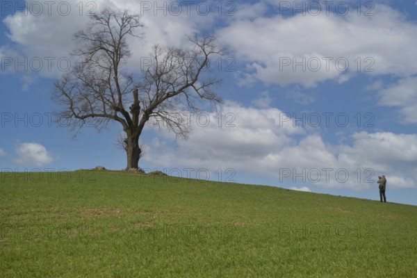 Solitary standing oak tree on a hill of a field with photographer, Schorfheide, Brandenburg, Germany, Europe