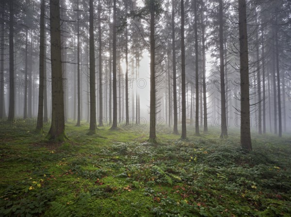 Coniferous forest in fog with moss-covered ground, Horben, Lindenberg, Canton Aargau, Switzerland, Europe